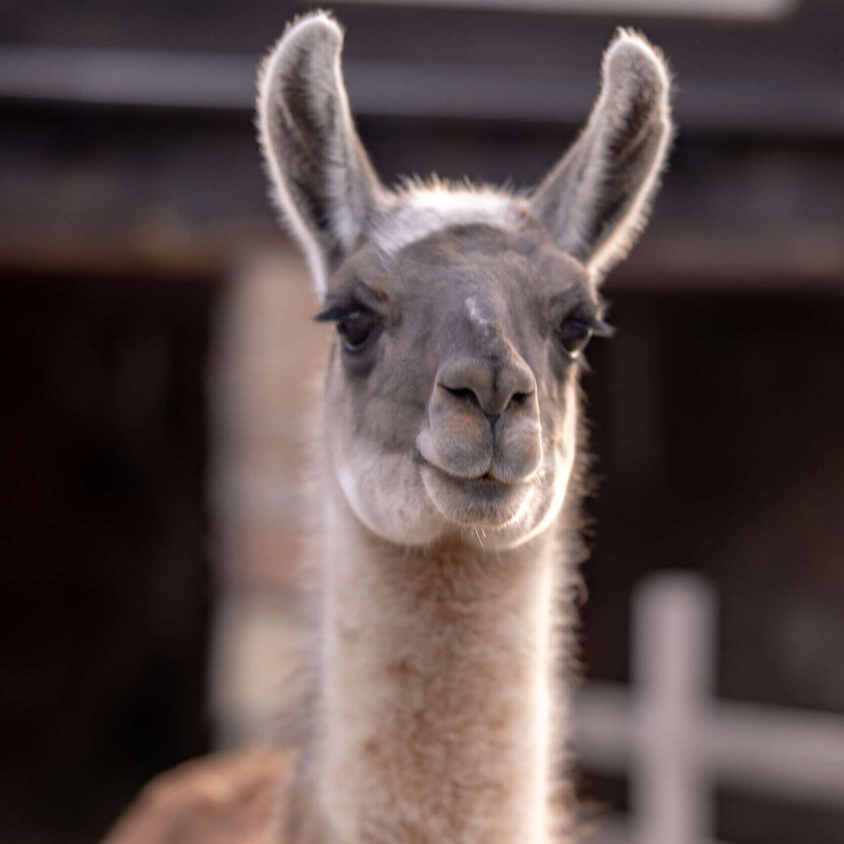 Alpaca