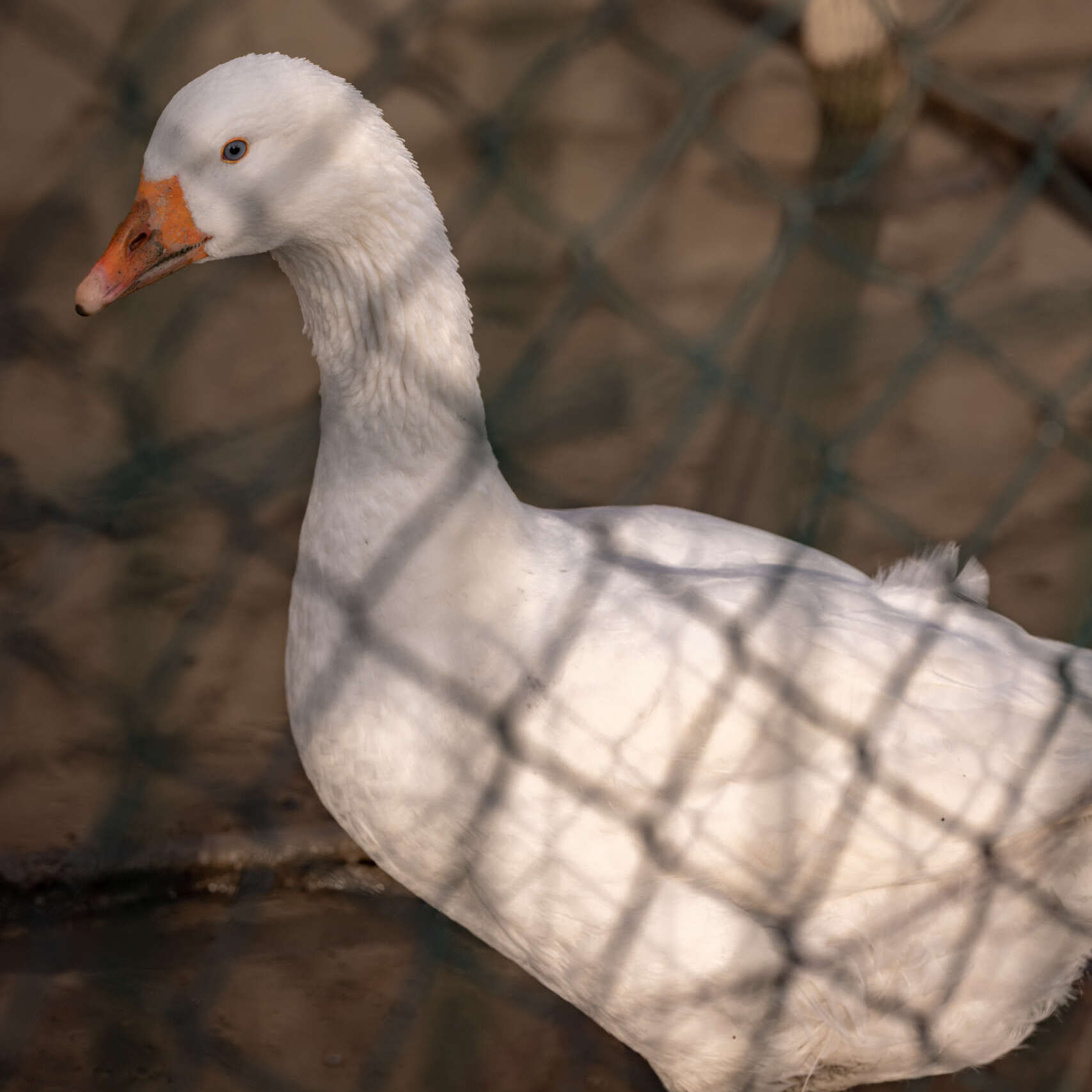 Gâște